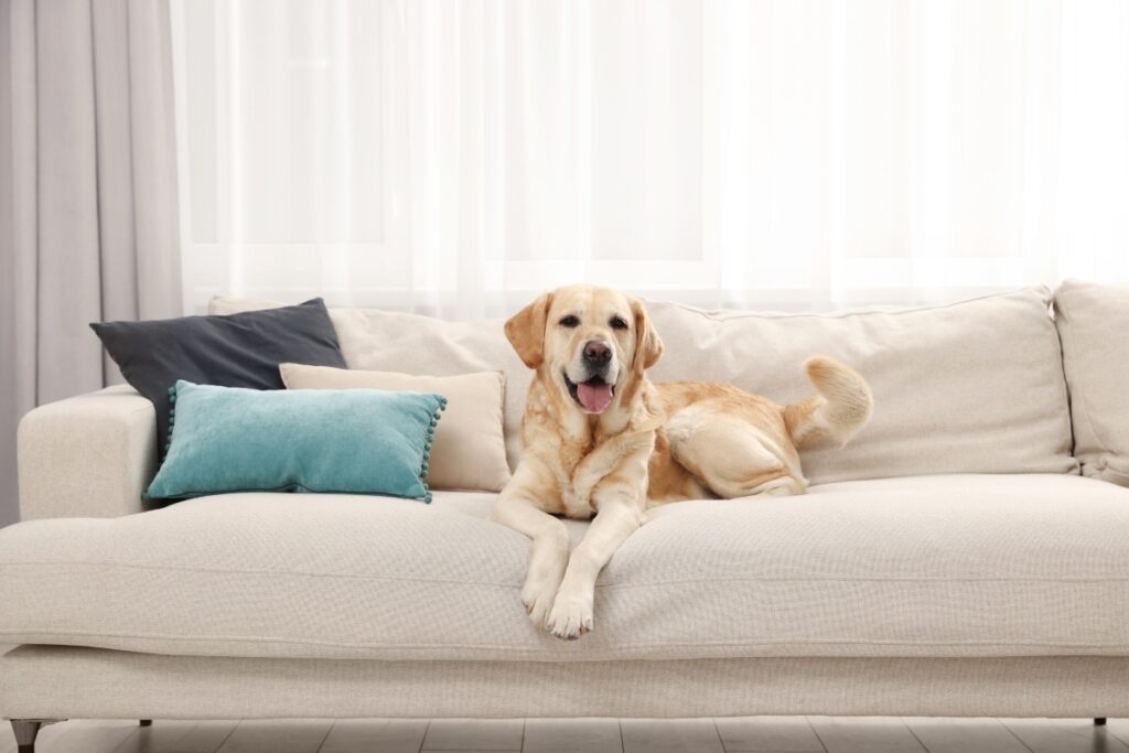 furniture_pet_hair_removal_services_phoenix_arizona